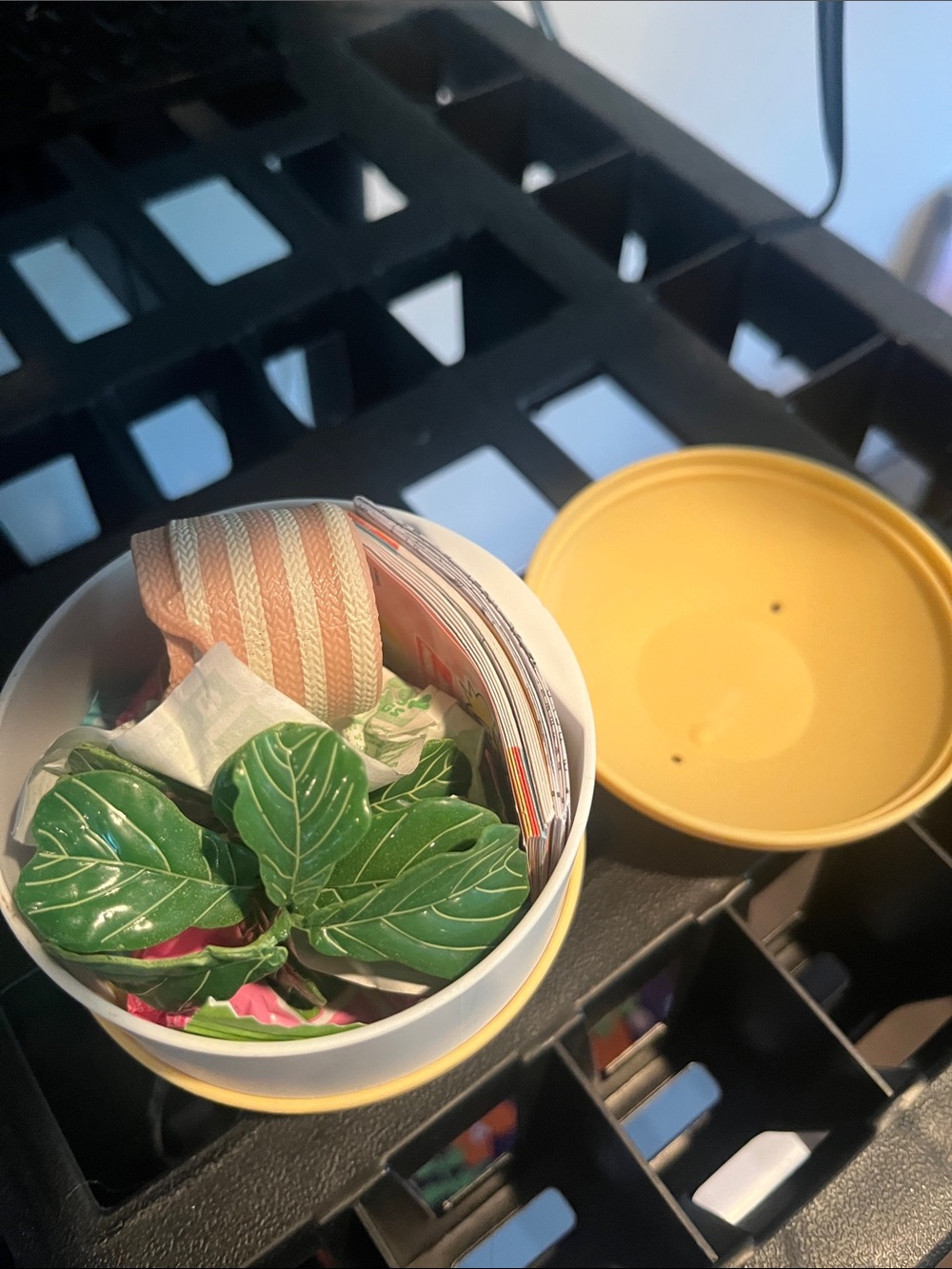 Mini verse plant